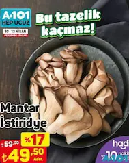 MANTAR İSTİRİDYE ADET MANTAR İSTİRİDYE ADET